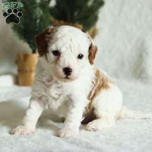 Wynn F1B, Cavapoo Puppy